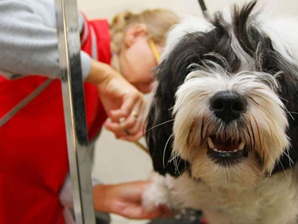Mobile Grooming Safety: Protecting Your Pet During the Process