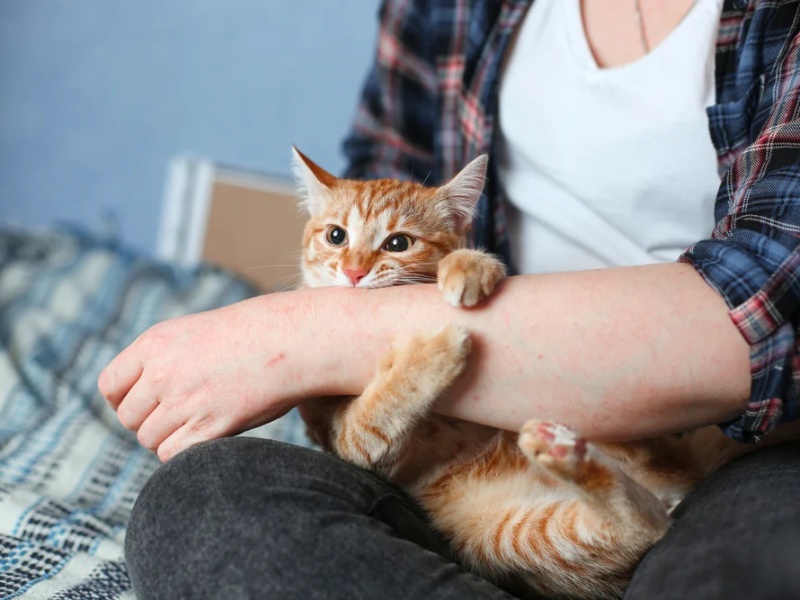 Mobile Pet Care for Cats: Preventing Stress and Anxiety
