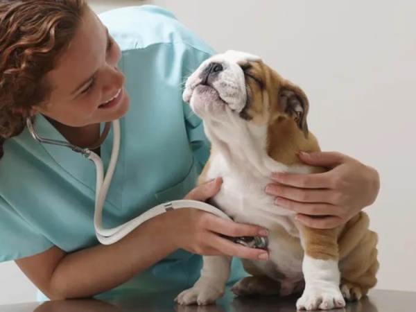Mobile Pet Care and Pet Insurance: What You Need to Know