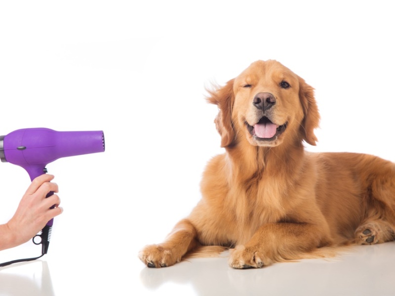Mobile Grooming for Dogs with Anxiety: A Gentle Approach