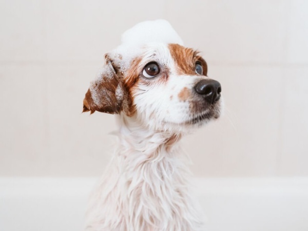 Mobile Grooming for Dogs with Skin Conditions: Gentle Solutions