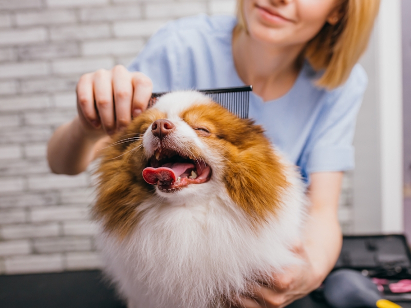 Grooming Guide: Tips for a Well-Kempt Pup