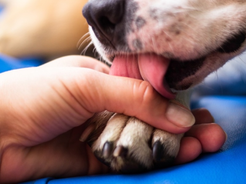 Canine Companions: How Dogs Improve Mental Health