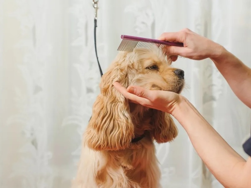 What to Expect During a Mobile Dog Grooming Appointment?
